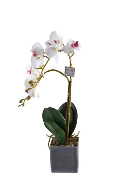 Vases Et Cache Pots-DDD Orchidee Rana